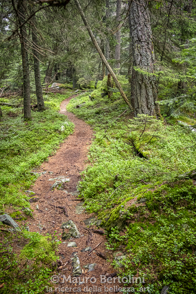 Sentiero Alpino Calanca attraversa Bosch Nadi

Rossa, Grigioni, Italia
Fujifilm X-E2 + Fujifilm XF 23mm f/2 R WR

Codice: 18.FB.1247
