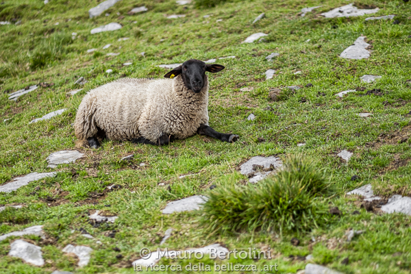 "Liquirizia", pecora ribattezzata in loco Mesocco, Grigioni, Svizzera Fujifilm X-T2 + Fujifilm XF 56mm f/1.2 R Codice: 18.FA.3768