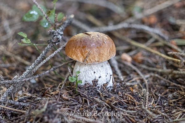 Boletus edulis (Porcino) Rossa, Grigioni, Svizzera Fujifilm X-T2 + Fujifilm XF 56mm f/1.2 R Codice: 19.FA.3843