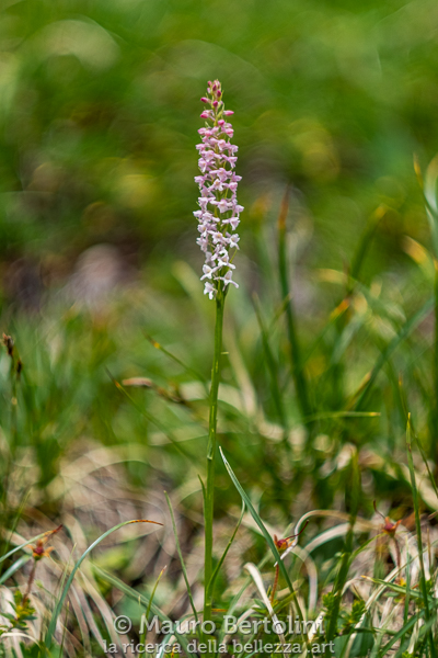 Gymnadenia odoratissima (Manina profumata, orchidea spontanea)

Alleghe, Belluno, Italia
Fujifilm X-T2 + Fujifilm XF 56mm f/1.2 R

Codice: 19.FA.4962