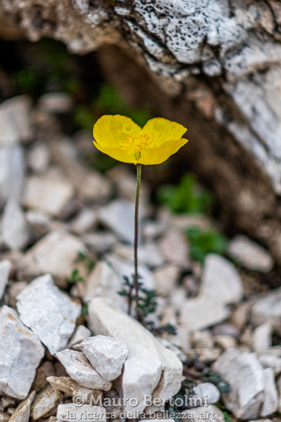 Oreomecon alpina ssp. markgrafiana (Papavero alpino retico, papavero spontaneo)

Vodo di Cadore, Belluno, Italia
Fujifilm X-T2 + Fujifilm XF 56mm f/1.2 R

Codice: 19.SA.4989