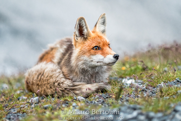 Orobie Film Festival (1°&nbsp;premio)