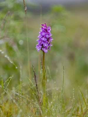 Dactylorhiza