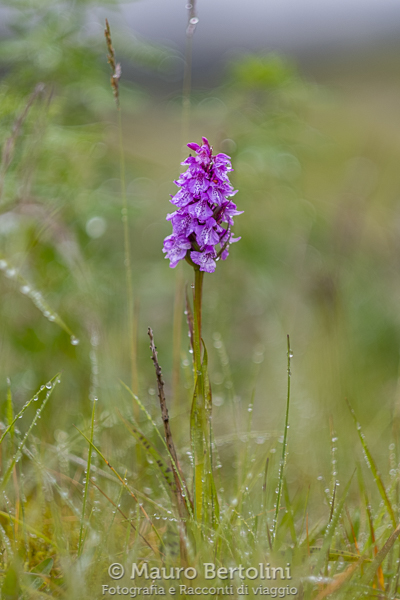 Dactylorhiza maculata ssp.&nbsp;islandica