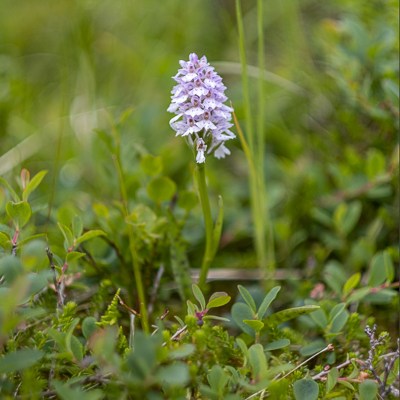 Dactylorhiza maculata ssp.&nbsp;islandica