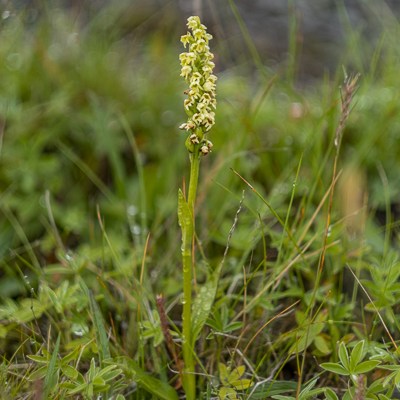 Pseudorchis albida ssp.&nbsp;straminea
