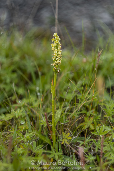 Pseudorchis albida ssp.&nbsp;straminea