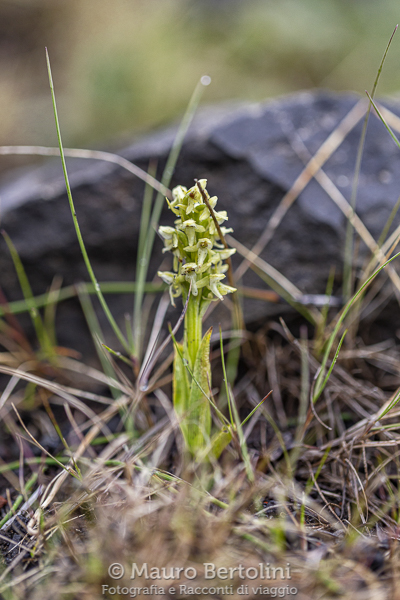 Platanthera hyperborea