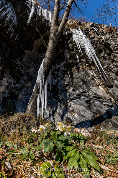 Stalattiti di ghiaccio ed ellebori
Barni, Como, Italia
Sony A7 III + Canon EF 16-35mm f/4L IS USM
Codice: 21.SA.3143