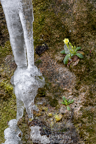 Stalattiti di ghiaccio e primule in fiore nei pressi di Valbrona
Valbrona, Como, Italia
Sony A7 III + Canon EF 16-35mm f/4L IS USM
Codice: 21.SA.3163