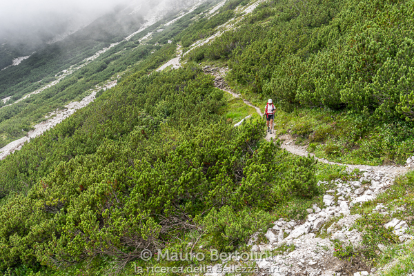 Il sentiero taglia il verde manto di mughi

Longarone, Belluno, Italia
Sony A7 III + Canon EF 16-35mm f/4L IS USM

Codice: 19.SA.0696