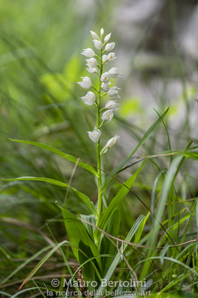 Cephalanthera longifolia (Cefalantera maggiore, orchidea spontanea)
Provincia di Como, Italia

Sony A7 III + Canon EF 70-200mm f/4 L IS USM

Codice: 20.SA.1587