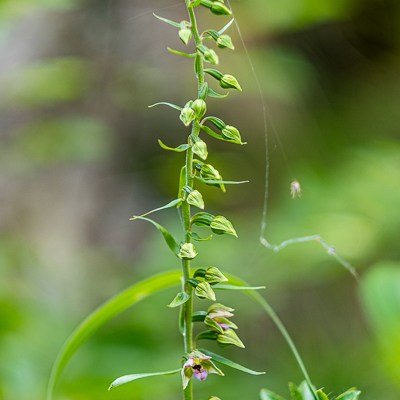 Epipactis placentina