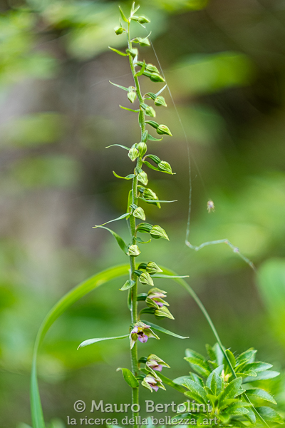 Epipactis placentina