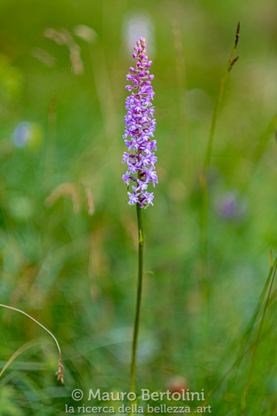 Gymnadenia conopsea (Manina rosea, orchidea spontanea)

Belluno, Italia
Fujifilm X-T2 + Fujifilm XF 56mm f/1.2 R

Codice: 19.FA.4777
