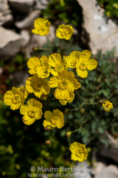 Oreomecon alpina ssp. markgrafiana (Papavero alpino retico, papavero spontaneo)

Belluno, Italia
Fujifilm X-T2 + Fujifilm XF 56mm f/1.2 R

Codice: 19.FA.4788