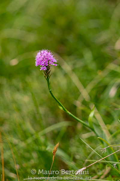 Traunsteinera globosa (Orchide dei pascoli, orchidea spontanea)

Sedico, Belluno, Italia
Fujifilm X-T2 + Fujifilm XF 56mm f/1.2 R

Codice: 19.FA.4798