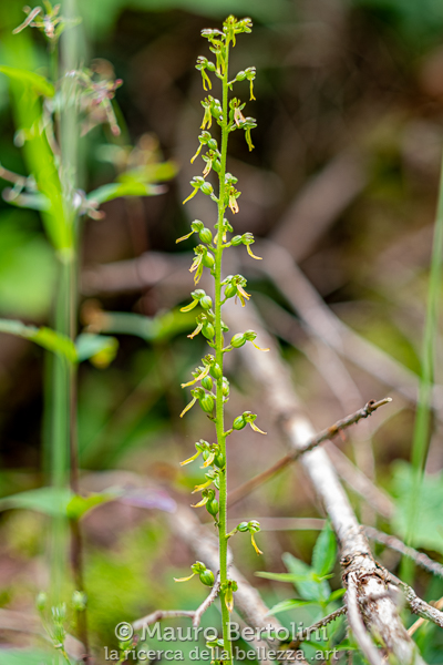 Listera ovata (Listera maggiore, orchidea spontanea) Provincia di Belluno, Italia Fujifilm X-T2 + Fujifilm XF 56mm f/1.2 R Codice: 19.FA.4805