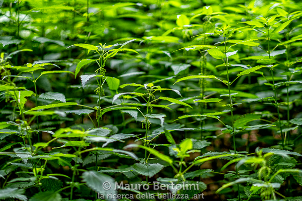 Urtica dioica (Ortica comune, ortica spontanea)

Longarone, Belluno, Italia
Fujifilm X-T2 + Fujifilm XF 56mm f/1.2 R

Codice: 19.FA.4816