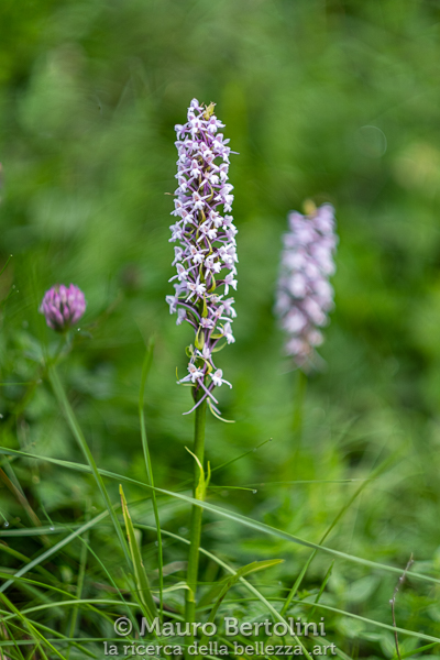 Gymnadenia conopsea (Manina rosea, orchidea spontanea) Longarone, Belluno, Italia Fujifilm X-T2 + Fujifilm XF 56mm f/1.2 R Codice: 19.FA.4837