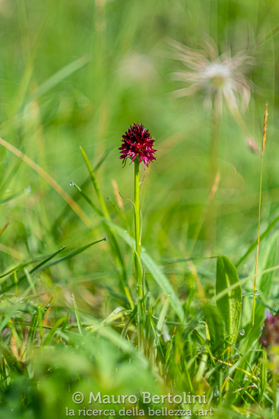 Nigritella rhellicani (Nigritella comune, orchidea spontanea) Longarone, Belluno, Italia Fujifilm X-T2 + Fujifilm XF 56mm f/1.2 R Codice: 19.FA.4827