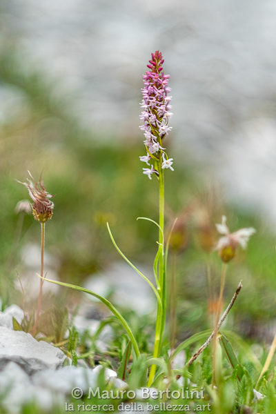 Gymnadenia odoratissima (Manina profumata, orchidea spontanea)

Longarone, Belluno, Italia
Fujifilm X-T2 + Fujifilm XF 56mm f/1.2 R

Codice: 19.FA.4837