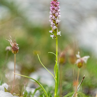 Gymnadenia odoratissima