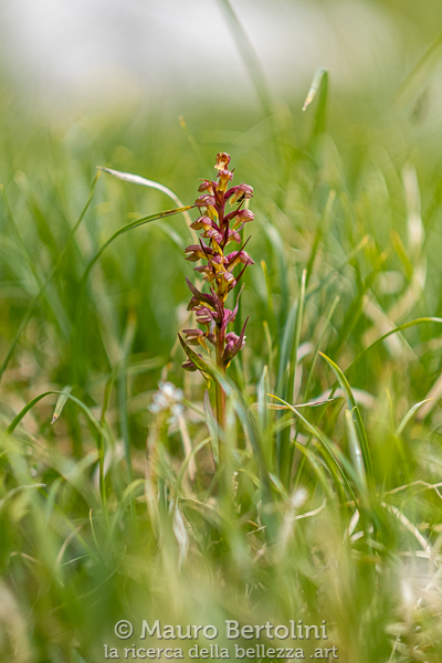 Coeloglossum viride (Celoglosso, orchidea spontanea)

Longarone, Belluno, Italia
Fujifilm X-T2 + Fujifilm XF 56mm f/1.2 R

Codice: 19.FA.4843