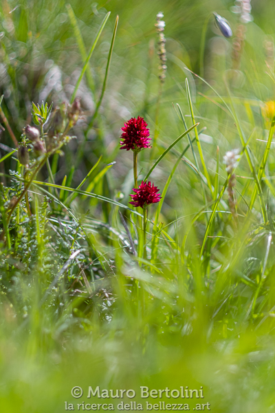 Nigritella rhellicani (Nigritella comune, orchidea spontanea) Longarone, Belluno, Italia Fujifilm X-T2 + Fujifilm XF 56mm f/1.2 R Codice: 19.FA.4848