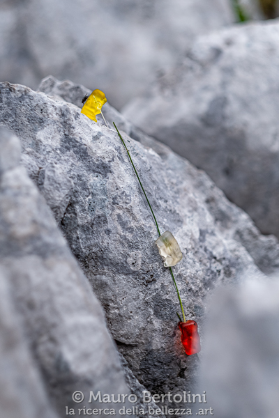 Orsetti gommosi in cordata lungo una difficile via in Dolomiti

Longarone, Belluno, Italia
Fujifilm X-T2 + Fujifilm XF 56mm f/1.2 R

Codice: 19.FA.4856