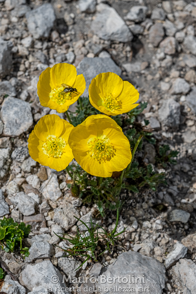 Oreomecon alpina ssp. markgrafiana (Papavero alpino retico, papavero spontaneo) Longarone, Belluno, Italia Fujifilm X-T2 + Fujifilm XF 56mm f/1.2 R Codice: 19.FA.4861