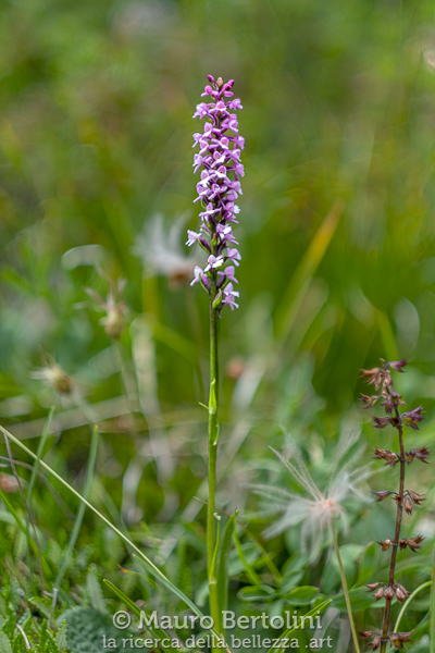 Gymnadenia conopsea, orchidea spontanea, Dolomiti, Italia
