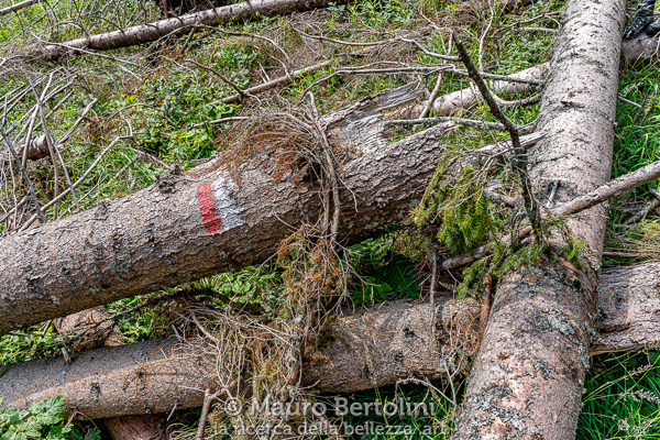 Segnalino nell'intrico tronchi abbattuti dalla Tempesta Vaia

Taibon Agortino, Belluno, Italia
Sony A7 III + Canon EF 24-70mm f/4L IS USM

Codice: 19.SA.0716