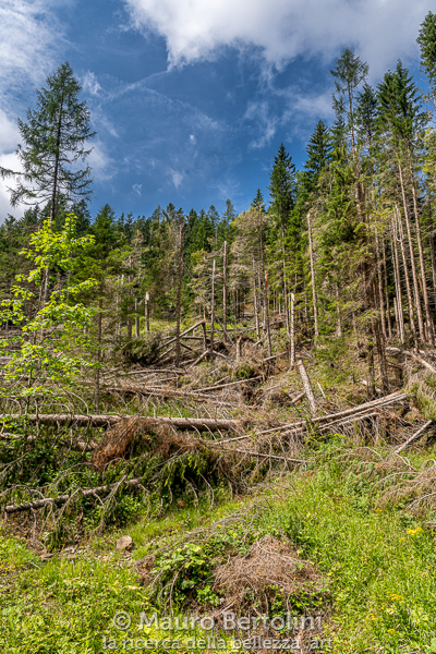 Il bosco abbattuto dalla Tempesta Vaia

Taibon Agortino, Belluno, Italia
Sony A7 III + Canon EF 24-70mm f/4L IS USM

Codice: 19.SA.0719
