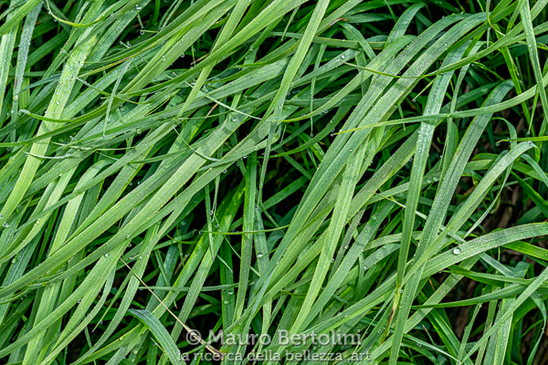 Lunghi fili d'erba e la rugiada del mattino presso Malga del Moschesin

La Valle Agordina, Belluno, Italia
Fujifilm X-T2 + Fujifilm XF 56mm f/1.2 R

Codice: 19.FA.4912