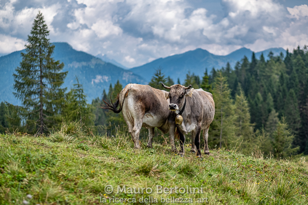 Vacche al pascolo nei pressi del Passo Duran

Taibon Agordino, Belluno, Italia
Fujifilm X-T2 + Fujifilm XF 56mm f/1.2 R

Codice: 19.FA.4930