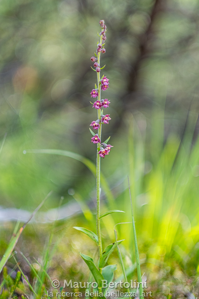 Epipactis atrorubens, orchidea spontanea, Dolomiti, Italia