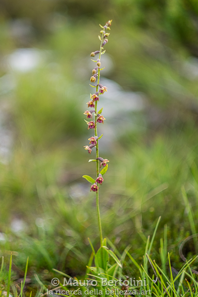 Epipactis atrorubens (Elleborine violacea, orchidea spontanea) La Valle Agodrina, Belluno, Italia Fujifilm X-T2 + Fujifilm XF 56mm f/1.2 R Codice: 19.FA.4926