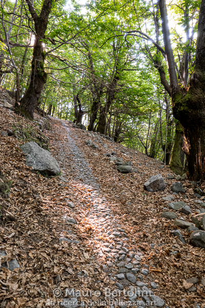 La mulattiera immersa nel bosco di castagni
Primaluna, Lecco, Italia

Panasonic Lumix LX100 II

Codice: 21.PA.0988