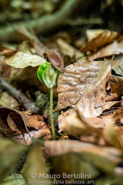 Le "orecchie d'elefante" del Fagus sylvatica
Primaluna, Lecco, Italia

Panasonic Lumix LX100 II

Codice: 21.PA.0999