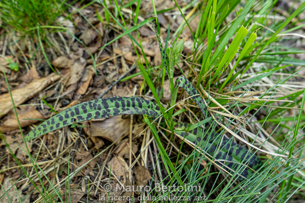 Dactylorhiza maculata ssp. fuchsii (Orchis fuchsii, orchidea spontanea)
Primaluna, Lecco, Italia

Panasonic Lumix LX100 II

Codice: 21.PA.1006