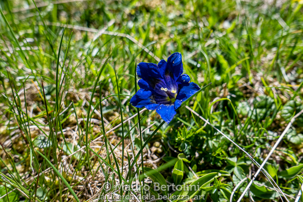 Gentiana acaulis (Genziana acaule)
Primaluna, Lecco, Italia

Panasonic Lumix LX100 II

Codice: 21.PA.1033