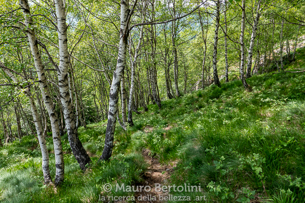 Sentiero nel bosco di betulle
Primaluna, Lecco, Italia

Panasonic Lumix LX100 II

Codice: 21.PA.1048