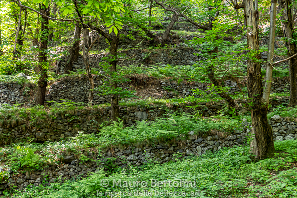 Muretti a secco conquistati dal bosco
Primaluna, Lecco, Italia

Panasonic Lumix LX100 II

Codice: 21.PA.1053