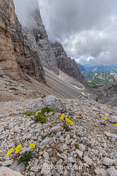 Oreomecon alpina ssp. markgrafiana (Papavero alpino retico, papavero spontaneo) presso Forcella di Val d'Arcia

Borca di Cadore, Belluno, Italia
Sony A7 III + Canon EF 16-35mm f/4L IS USM

Codice: 19.SA.0752