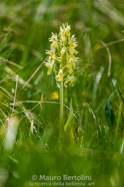 Dactylorhiza sambucina (Orchide sambucina, orchidea spontanea)
Provincia di Lecco, Italia

Sony A7 III + Canon EF 70-200mm f/4 L IS USM

Codice: 21.SA.3709