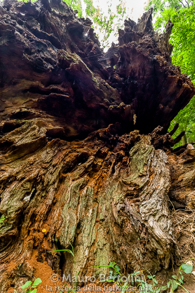 Il Gigante caduto, castagno monumentale del Sentiero dei Giganti
Canzo, Como, Italia

Sony A7 III + Canon EF 16-35mm f/4L IS USM

Codice: 21.SA.3801