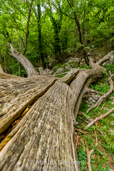 Il Gigante caduto, castagno monumentale del Sentiero dei Giganti
Canzo, Como, Italia

Sony A7 III + Canon EF 16-35mm f/4L IS USM

Codice: 21.SA.3808
