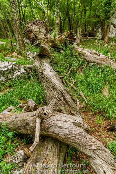 Lo Spezzato, castagno monumentale del Sentiero dei Giganti
Canzo, Como, Italia

Sony A7 III + Canon EF 16-35mm f/4L IS USM

Codice: 21.SA.3816