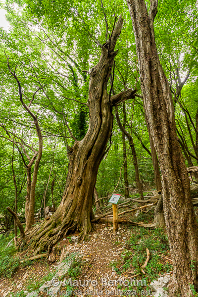 Il Secco, castagno monumentale del Sentiero dei Giganti
Canzo, Como, Italia

Sony A7 III + Canon EF 16-35mm f/4L IS USM

Codice: 21.SA.3822